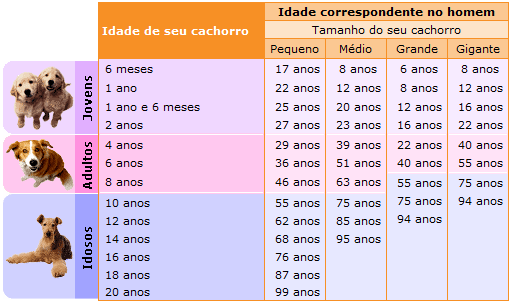 Aprenda agora mesmo a calcular a idade do seu cachorro - PortalNamira.com